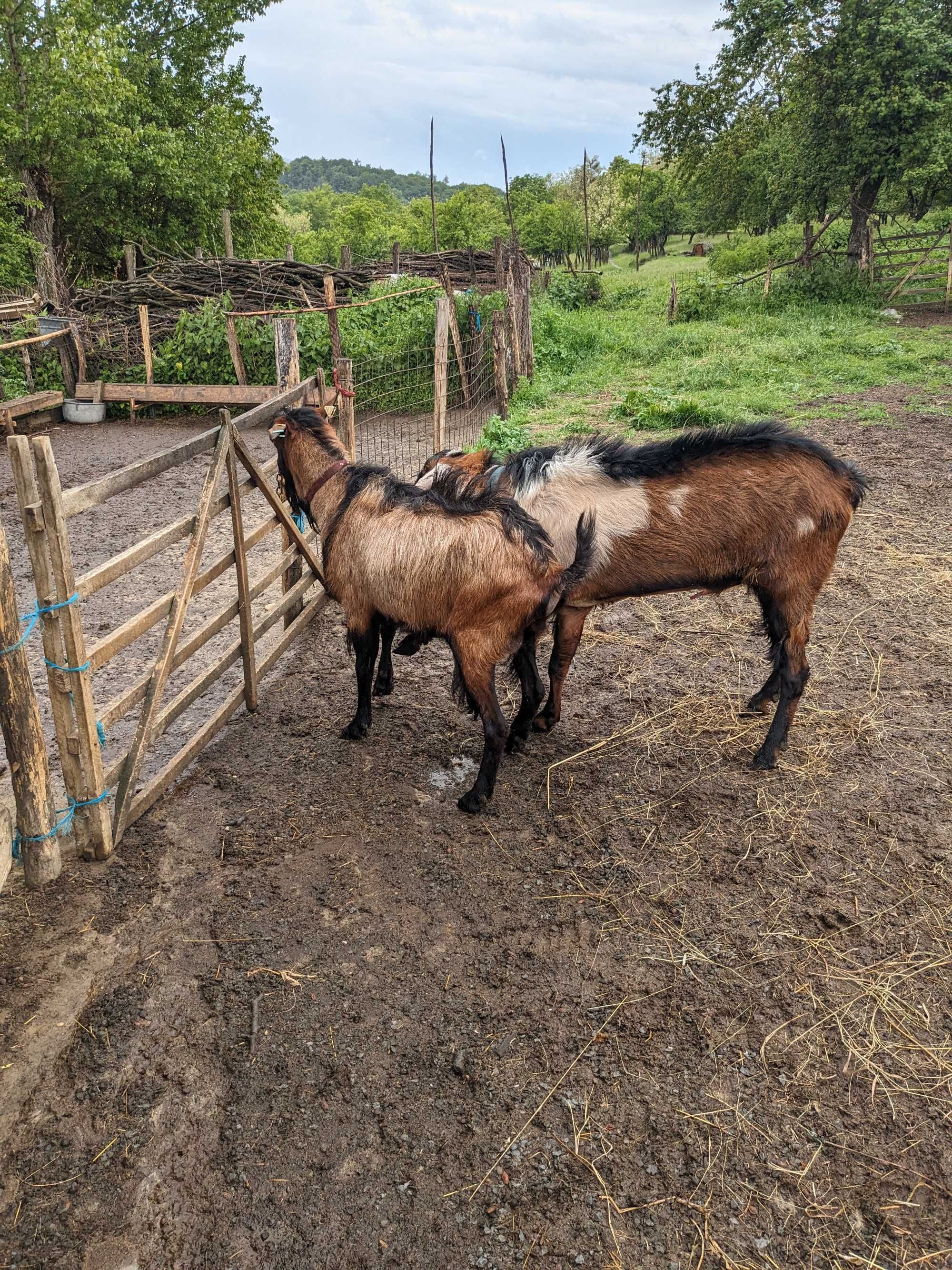 Țap alpin francez vârstă 2 ani