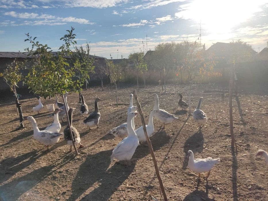 Gâște tinere și sănătoase – rasa mixtă, crescute natural