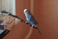 Красивый волнистый синий попугай с клеткой