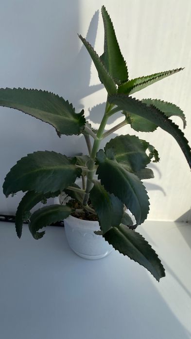 Продам лечебное каланхоэ