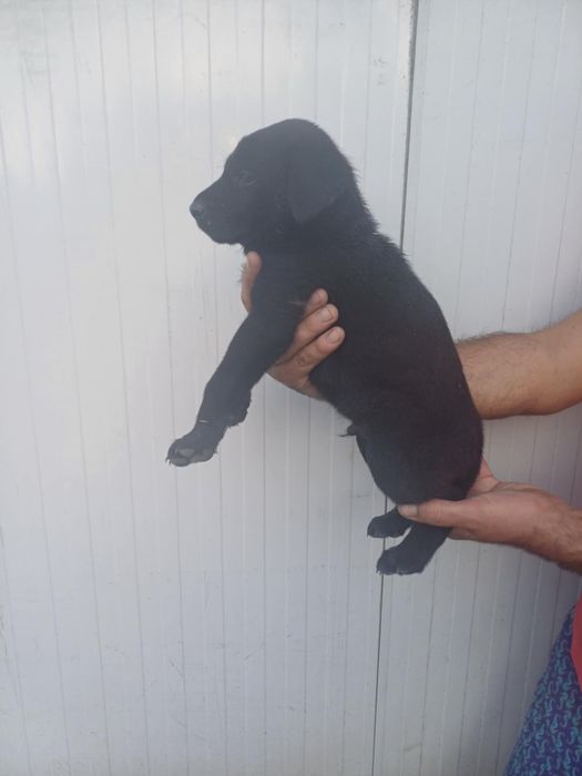 Малки кученца.