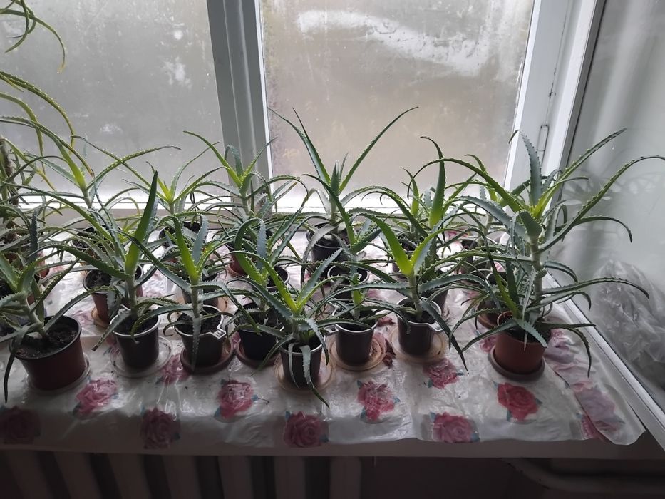 Продам Алое по 1000тг 2000тг 7000тг Район Бурова.