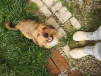 Catel spre adoptie
