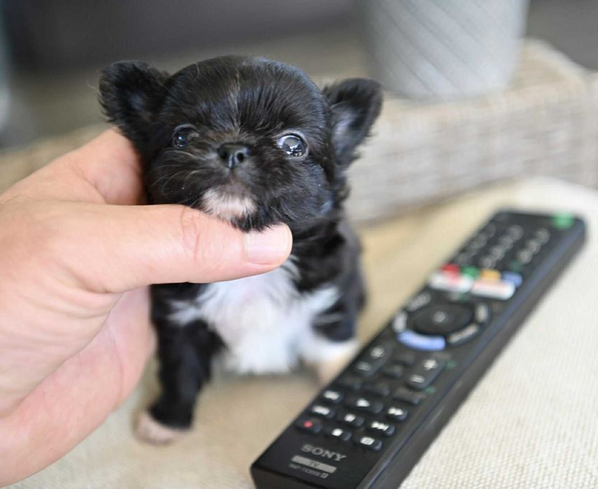 Мъжко дългокосместо мини чихуахуа