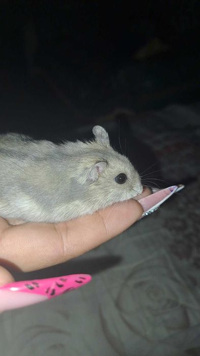 Hamster + cușcă.