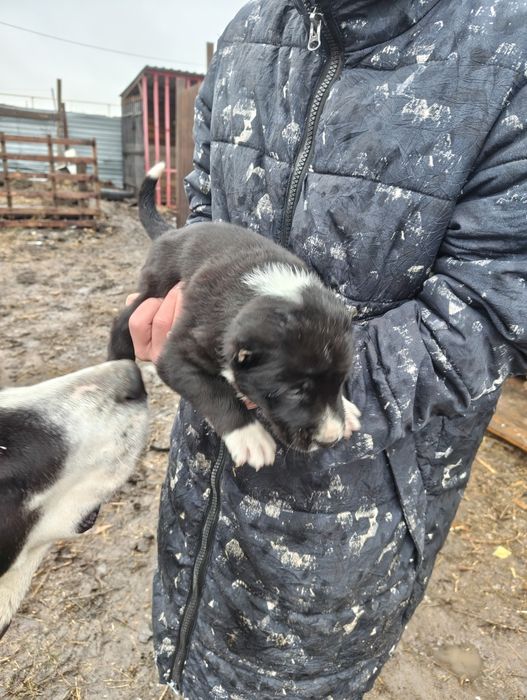 Продаются щенки порода алабай