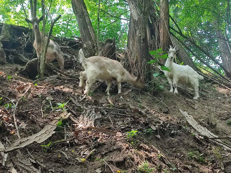 ‼️ Vand 3 iezi de capră– sănătoși, curați și bine hrăniți