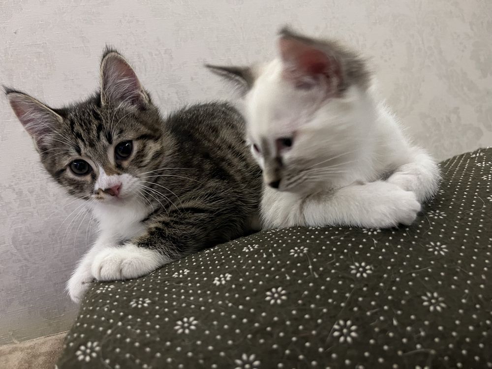 Котята бесплатно