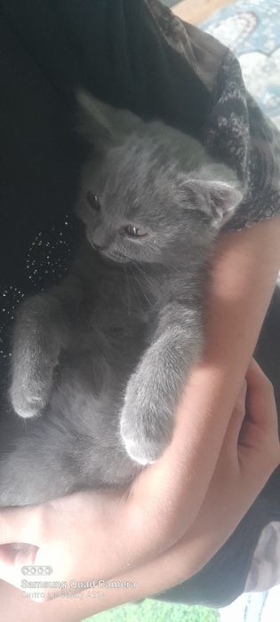 Mushuk sotiladi ona bola bolasi 3 oylik sog'lom duxtir utkazilgan onas