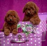 Пудел/Poodle toy/Пудел Той