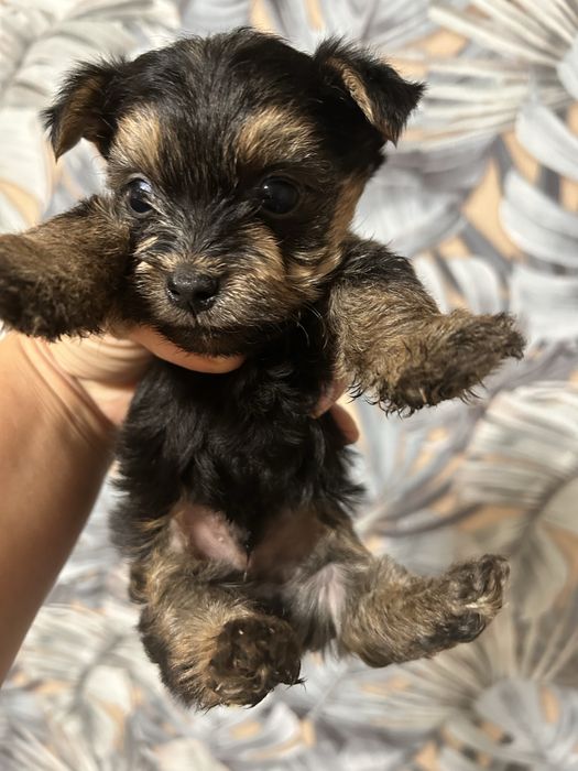 Мини йоркширски териер момченце