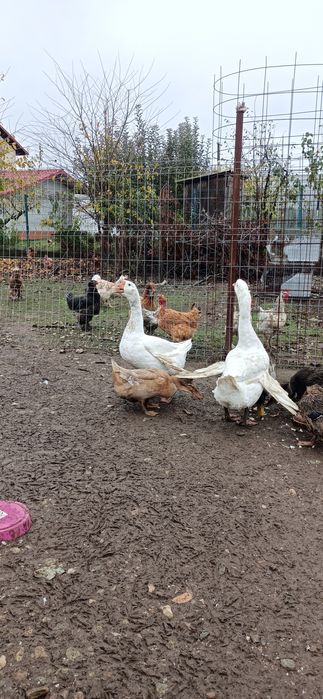 Vand/Schimb 2 gâște leșești tinere