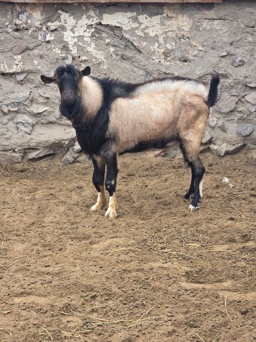 Продам Казёл чешский породы