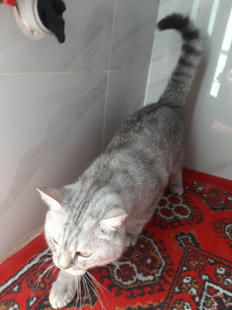 Scottish chinchilla