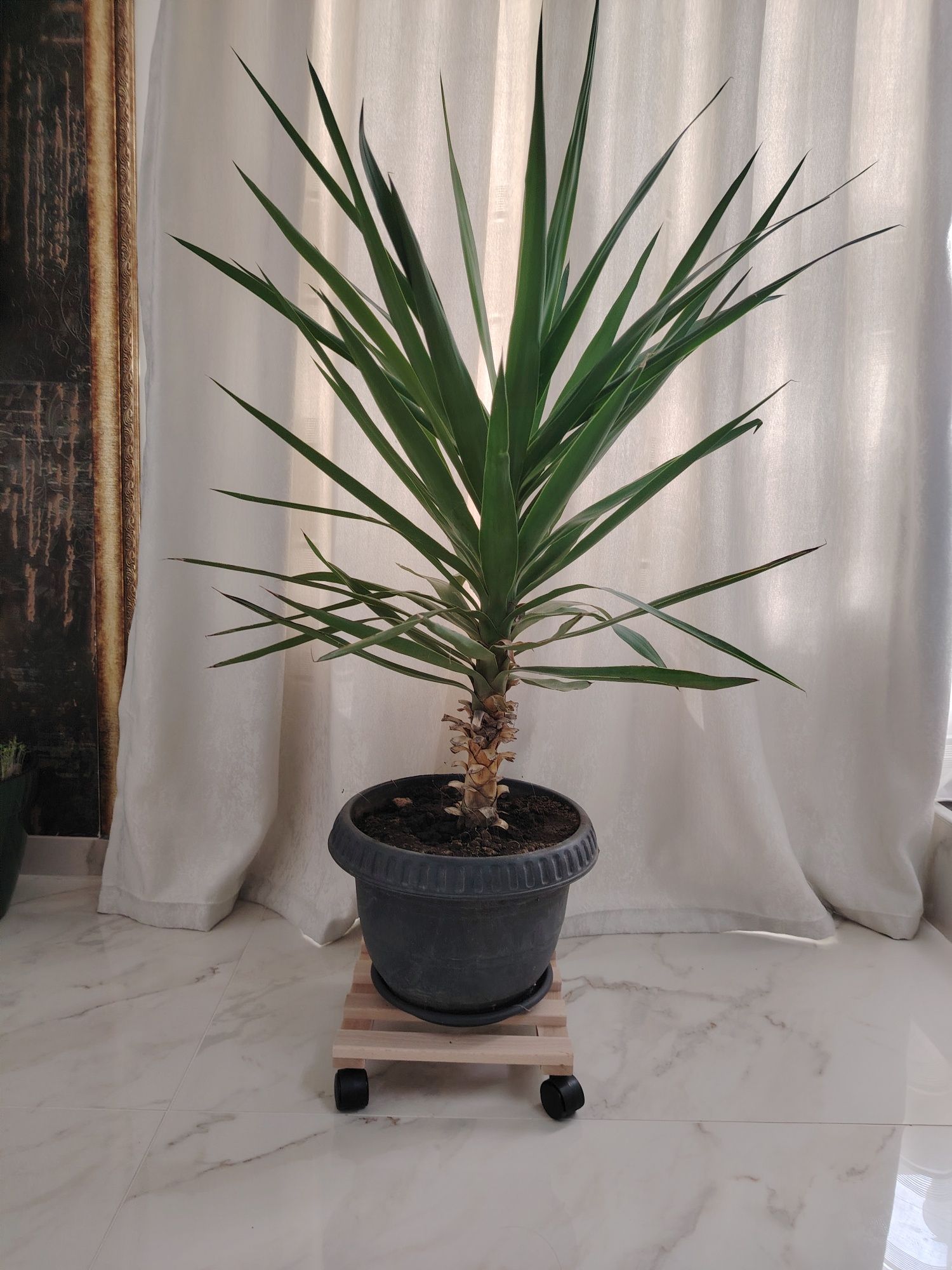 Vand plante YUCCA si palmieri