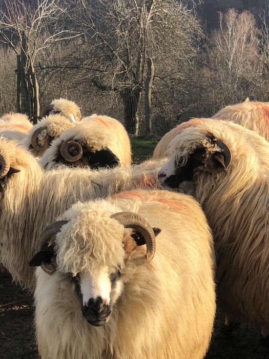 Vând 20 de oi tinere