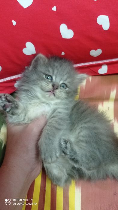 Породистые котята от сер. Шеншиллы
