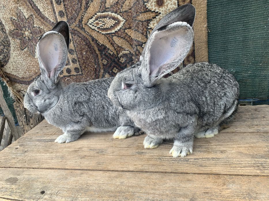 Urias german chinchila