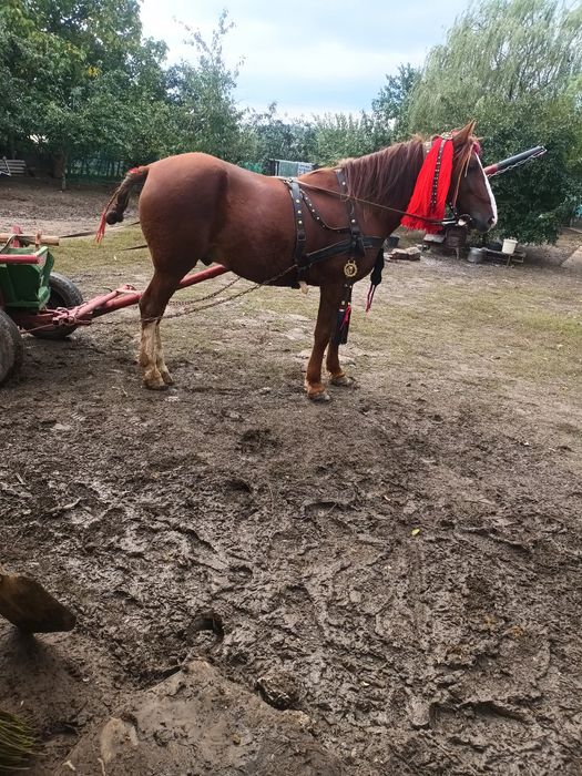 Vând un cal castrat cuminte de 3 ani jumate