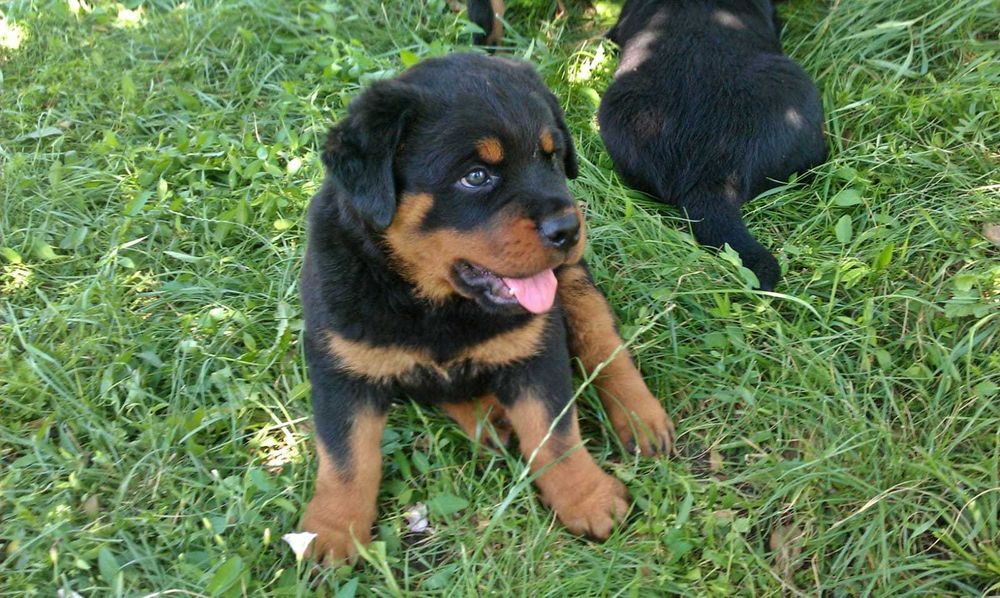 Pui rottweiler cu Pedigree