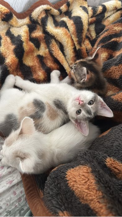 Отдам котят ответственным людям