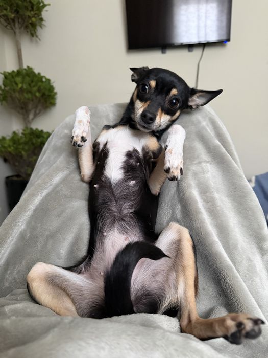 Вязка!!! Ищем Жениха Той Терьера