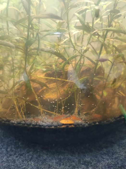 Аквариум с криветками, с растениями