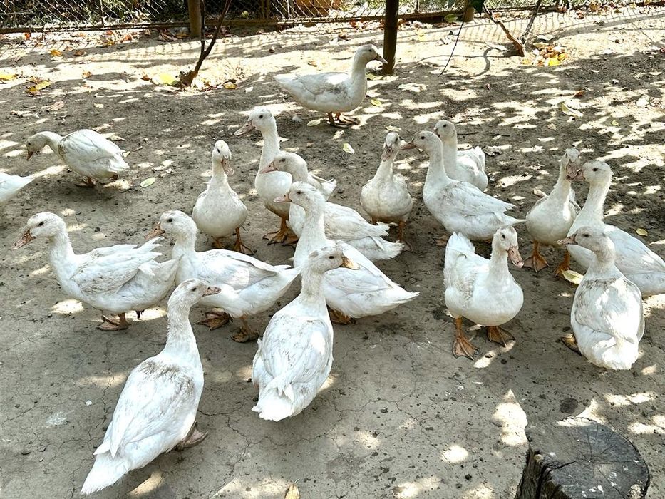 Vând rate Pekin și lesesti
