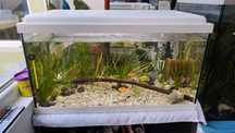 Acvariu cu pesti 54l plante scoici molly betta platty neon capac led