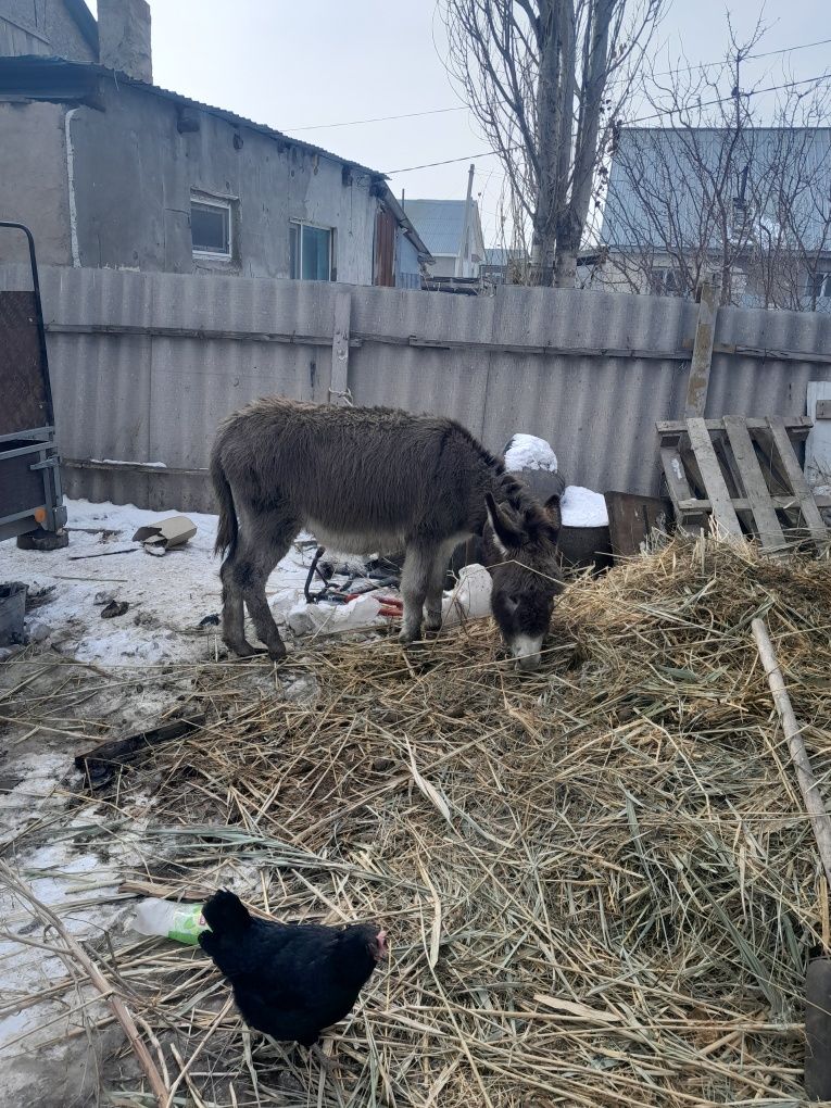 Есек сатам урғашы