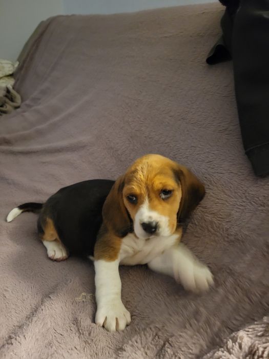Beagle Tricolor rasa pura
