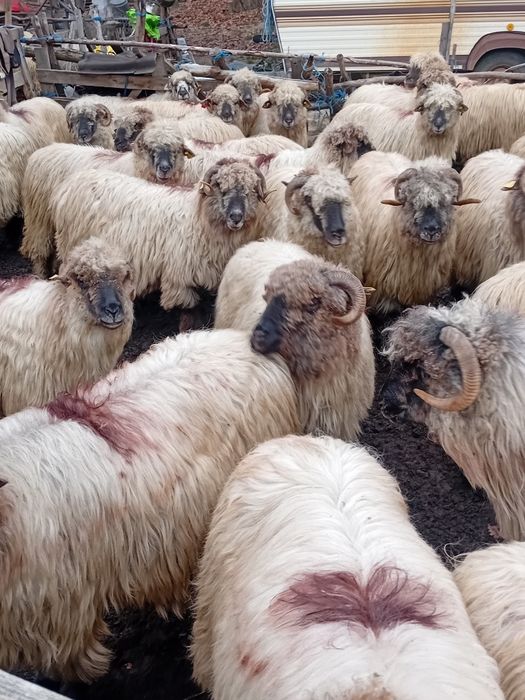 Vand 40 de oi bune de tinut