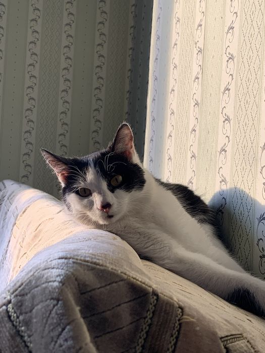 Отдам кошку, в хорошие руки, 2 года кошке.