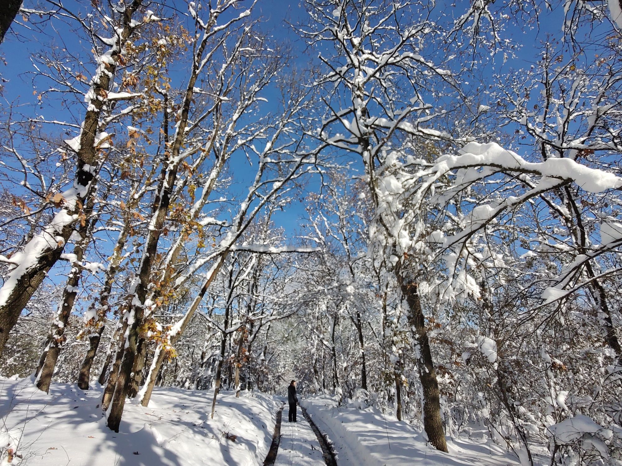 Парцел с къща с.Шума