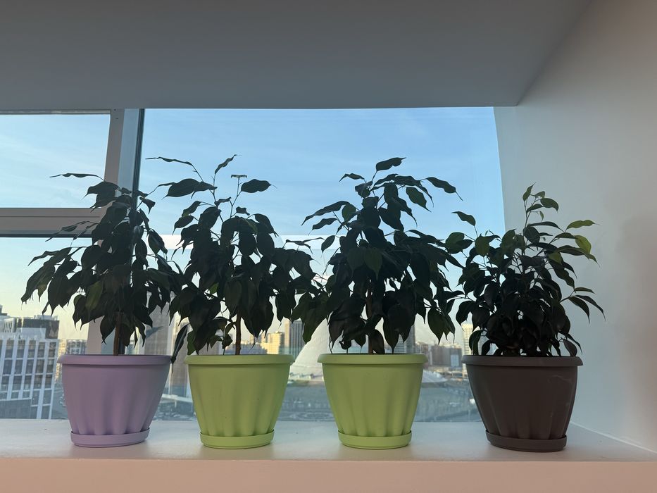 Фикусы для интерьера