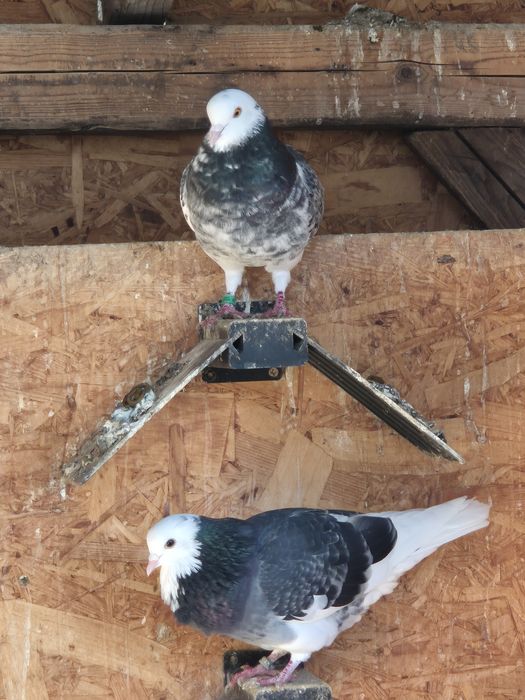 Jucători de birmingham