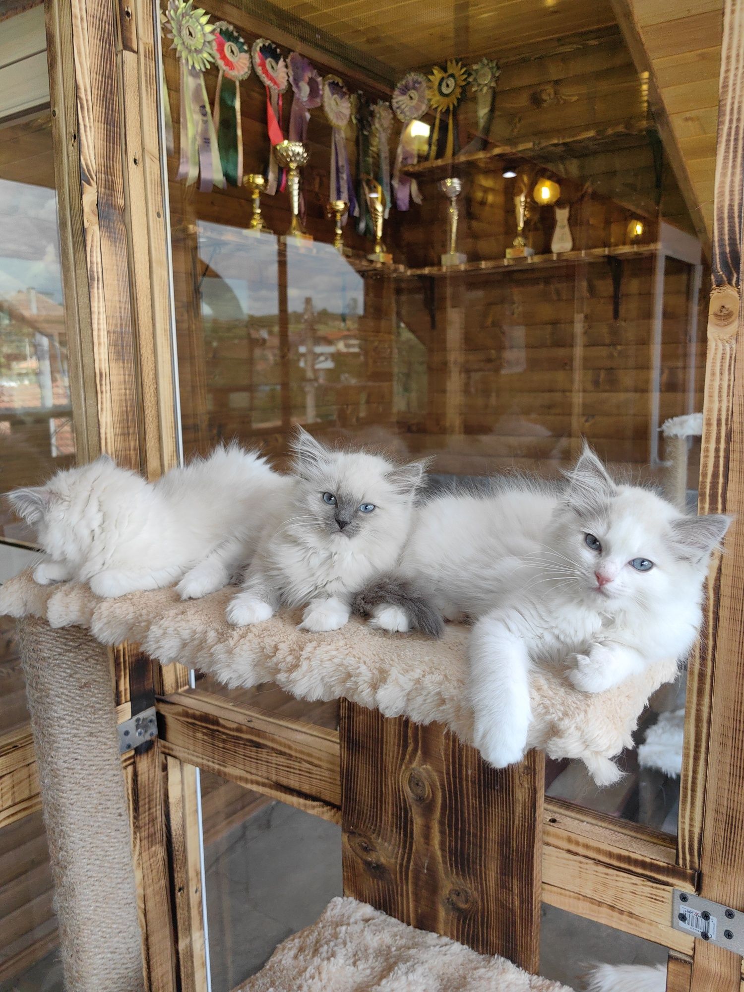 Рагдол/Ragdoll/Регдол две Женски с Родословие
