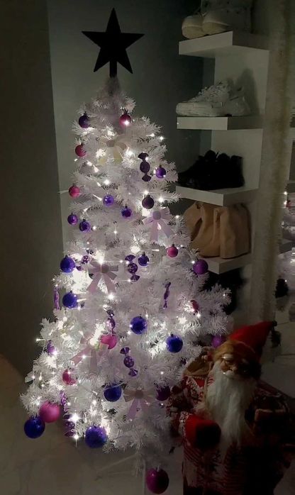 Бяла елха висока 1.80