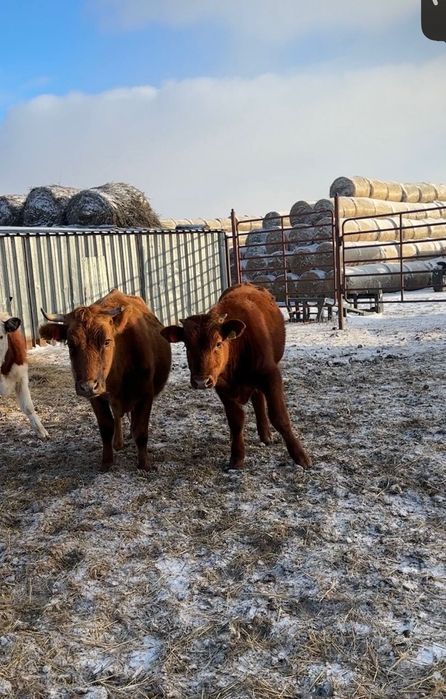 9 подсосных бычков