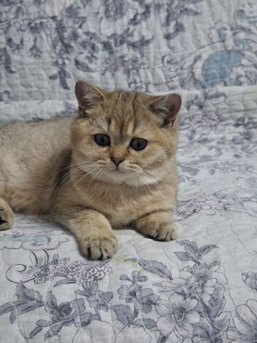 Мальчик  британец  шиншила