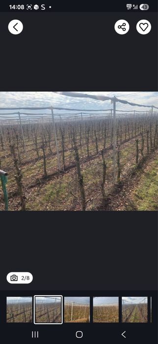 Toaletari pomi fructiferi  tranport crengi