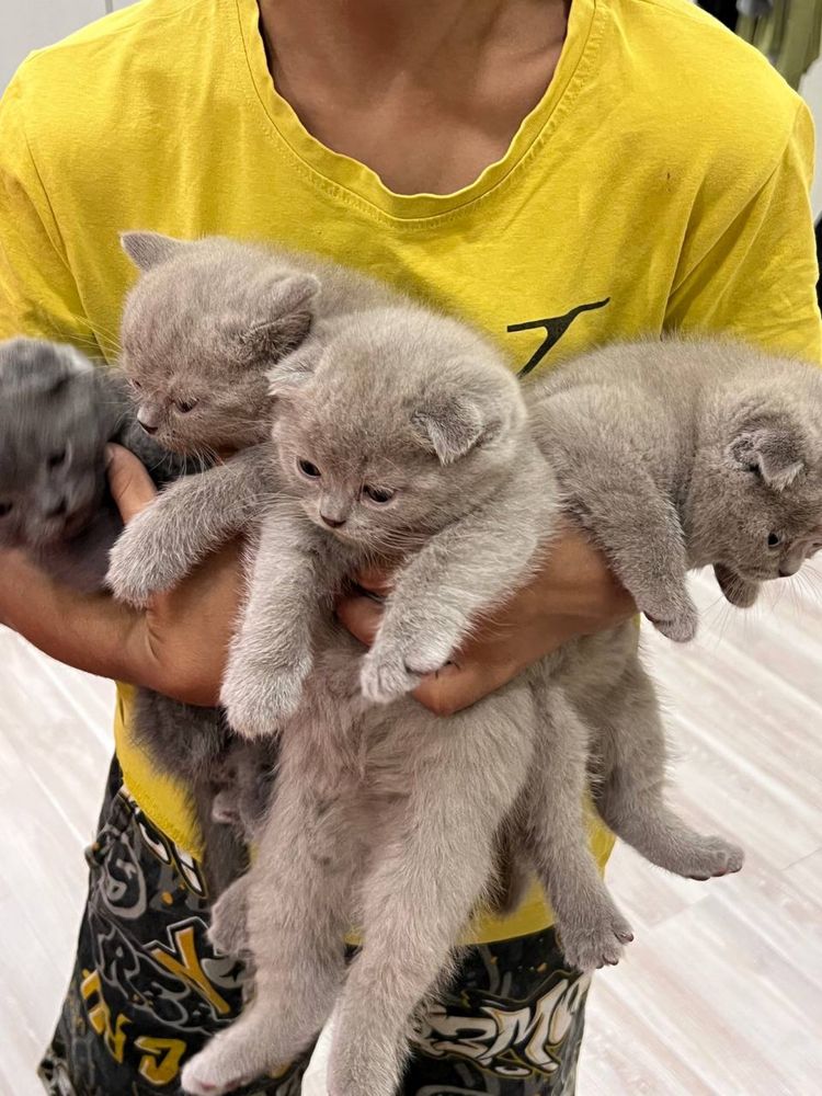 Scottish fold mushuklar sotiladi