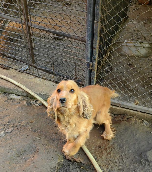 Продавам кокер шпаньол