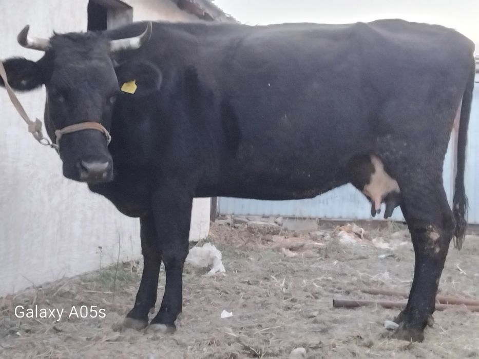 F 1 сиыр  16 17 литр сут бар