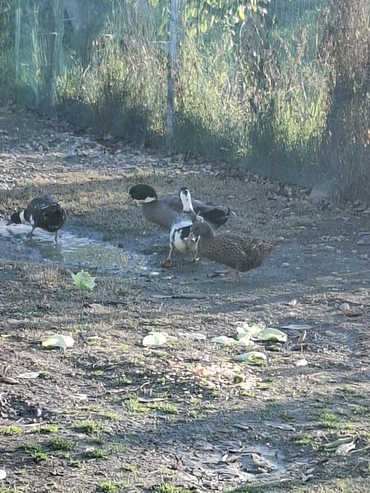 De vânzare 4 rațe de casă