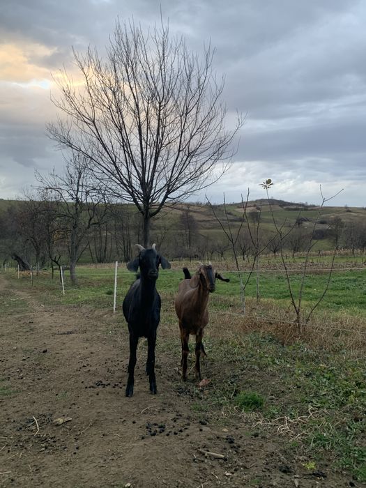 Vând doua iede anglo-nubiene gestante