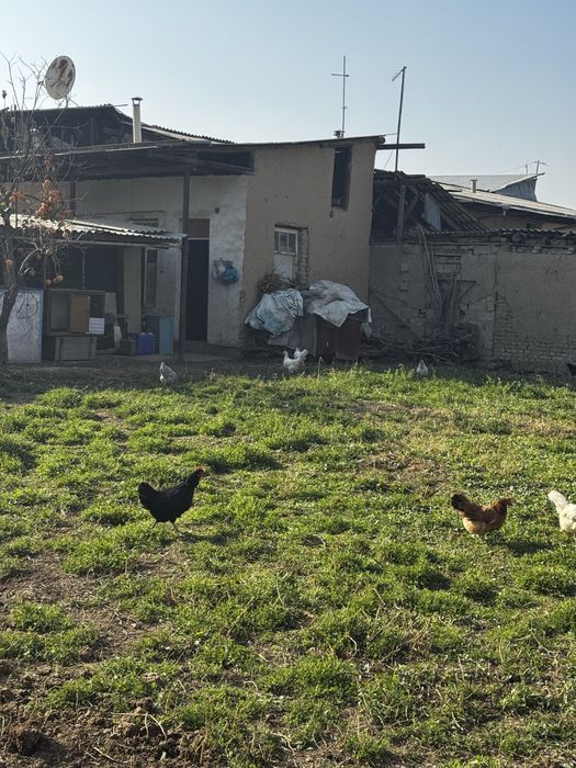 14 ta tovuq 1 ta xuroz sotiladi tovula tuxumda hammasi