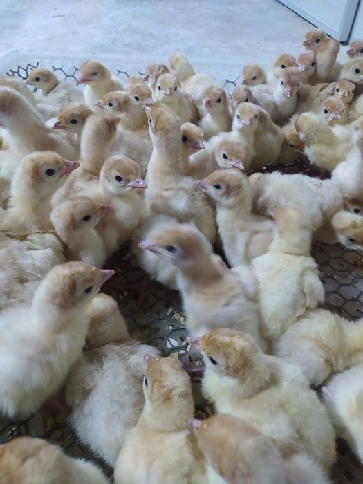 Big 6 kurka joʻjasiga zakaz olamiz soni cheklanmagan miqdorda