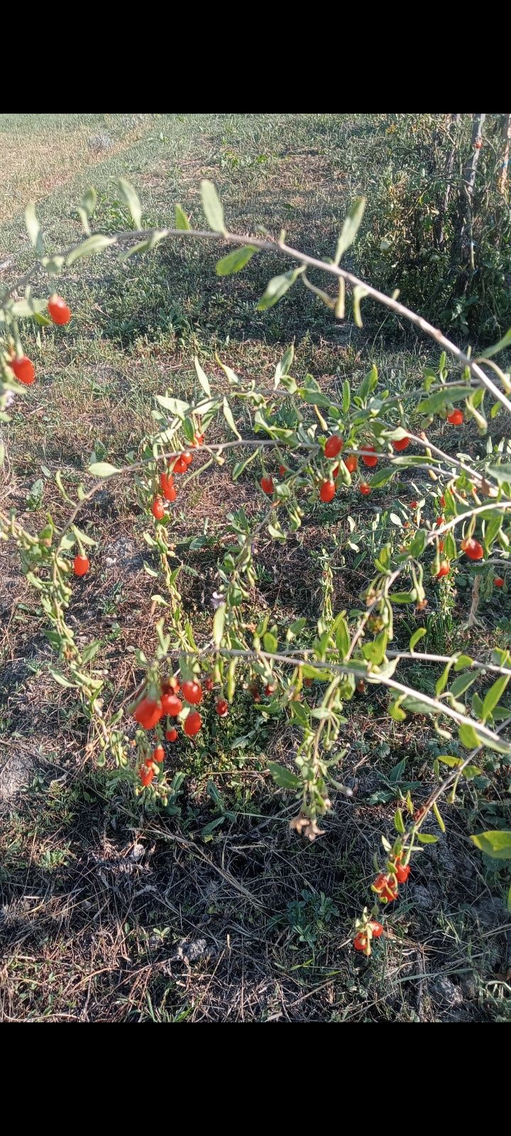 Butasi goji berry.