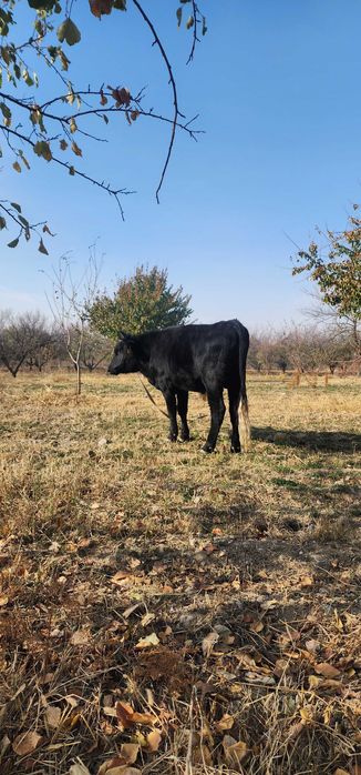 Новвос ва хунажин